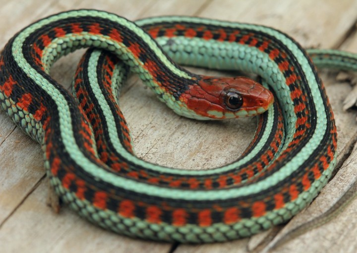 California Red-sided Garter Snake